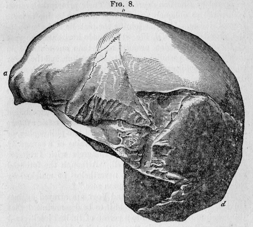 Fig. 8.