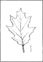 leaf