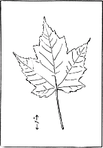 leaf