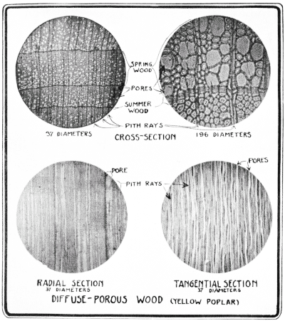 Diffuse porous woods.