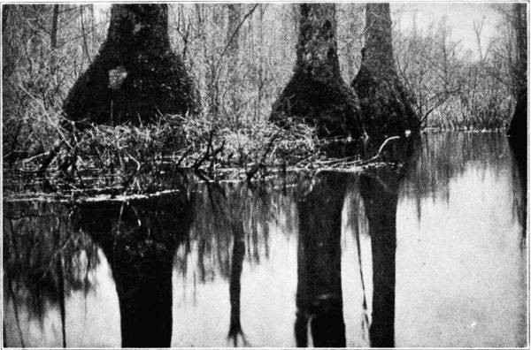 Cotton Gums, Showing Buttresses. St. Francis River, Arkansas.