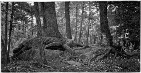 Shallow Roots of Hemlock. Bronx Park, New York, N. Y.