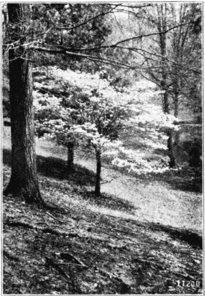 A 'Forest Weed', Flowering Dogwood. North Carolina.