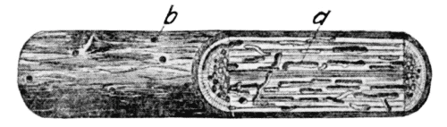 Work of Powder Post Beetle, Sinoxylon basilare, in hickory pole.