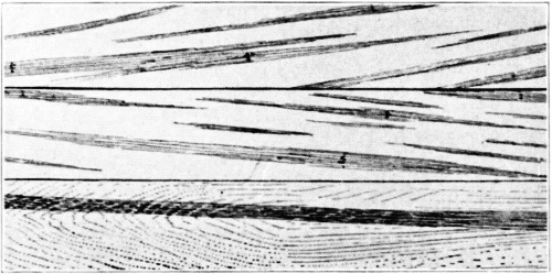 Work of the Columbian Timber Beetle in Tulip Wood, 'Calico Poplar.'