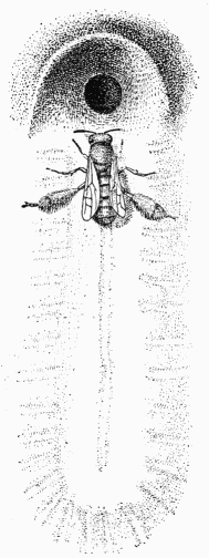 Fig. 103.—Dasypode travaillant à sa galerie.