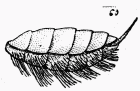 Fig. 114.—Brosse ventrale de Gastrilégide.