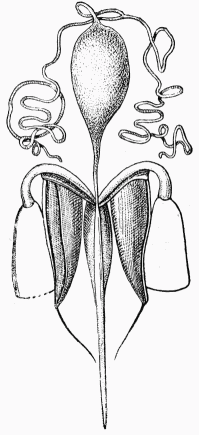 Fig. 11. Appareil à venin.