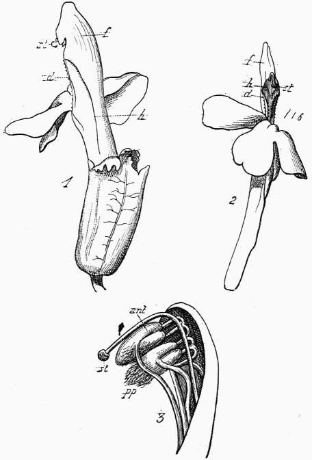 Fig. 125—Pedicularis sylvatica.  1, Fleur vue de dos; 2, vue de face; 3, étamines et pistil; ant, anthères; st, stigmate; f, capuchon de la corolle renfermant les anthères; d, lèvre supérieure denticulée; h, enfoncement du dos de la corolle, faisant saillie en avant.