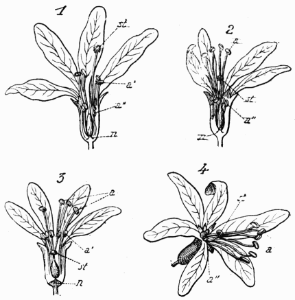 Fig. 128.—Salicaire. a, étamines longues; a', étamines moyennes; a'', étamines courtes; st, stigmate.