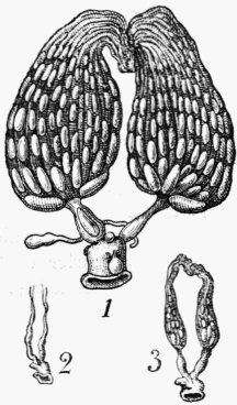 Fig. 22. 1. Ovaires d'Abeille reine;—2. d'ouvrière dite pondeuse;—3. d'ouvrière ordinaire.