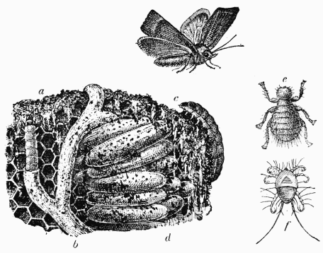 Fig. 23.—Ennemis de l'Abeille: Gallérie, Braula, Tridactyle.