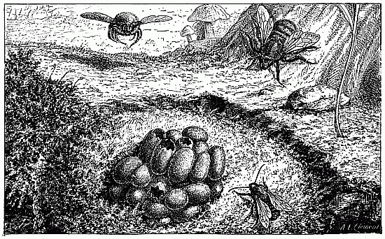 Fig. 29.—Nid de Bourdon des mousses.