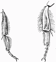 Fig. 34.  Jambe de Psithyre. Jambe de Bourdon.