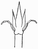 Fig. 3.—Langue d'Abeille courte et aiguë.