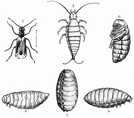 Fig. 53.—Sitaris humeralis.  1, adulte;—2, larve primaire ou triongulin;—3, larve secondaire;—4, pseudonymphe; 5, larve tertiaire;—6, nymphe.