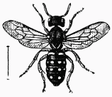 Fig. 71.—Stelis nasuta.