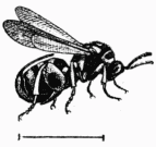 Fig. 72—Leucospis gigas.