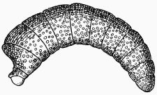 Fig. 76.—Larve secondaire d'Anthrax.