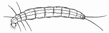 Fig. 78.—Larve primaire de l'Anthrax.