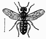 Fig. 79.—Stelis nasuta.