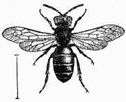 Fig. 81.—Dioxys cincta.