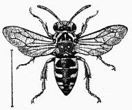 Fig 82.—Crocisa ramosa.