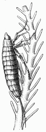 Fig. 92.—Larve de Stylops, grimpant sur un poil d'abeille.