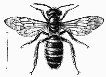 Fig. 93.—Andrena Trimmerana femelle, stylopisée.