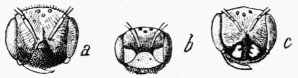 Fig. 94.—Têtes d'Andrènes: a, femelle normale; b, mâle normal; c, femelle stylopisée.