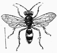 Fig. 98.—Cerceris ornata.