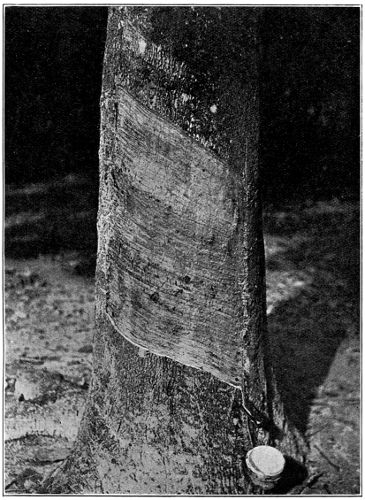 The Single Cut on a Quarter Circumference, on an Old Tree and on Renewed Bark