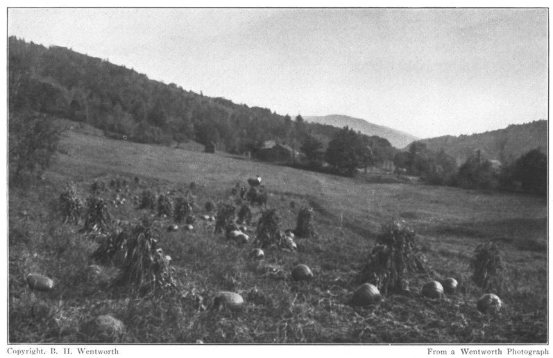 THE CORN WAS STANDING AMONG THE GOLDEN PUMPKINS IN STACKS THAT LOOKED LIKE HUDDLED WITCHES