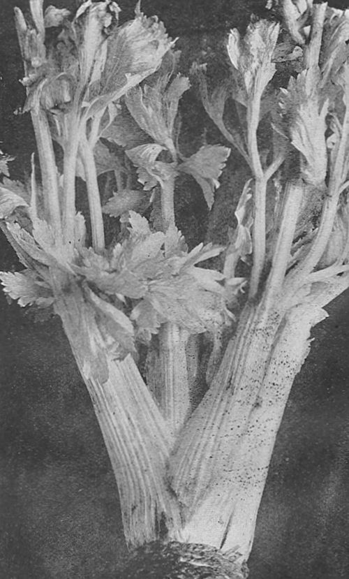 Celery Variety