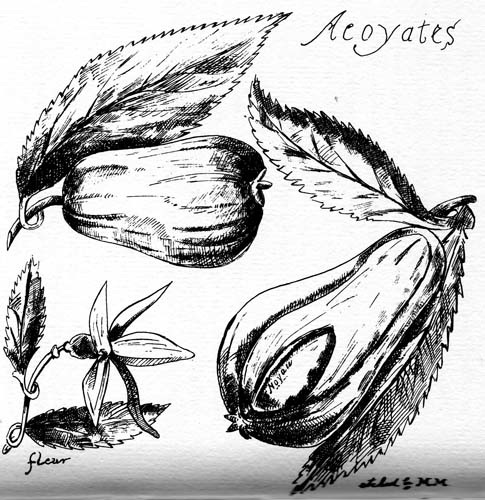 Acoyates