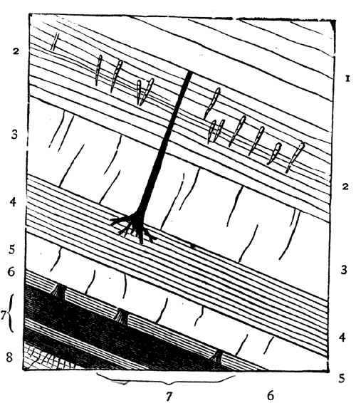 Inclined beds, holding fossil plants.