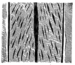 Footprints of modern Limulus, or king-crab.