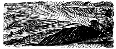 Current markings on shale, resembling a fossil plant.