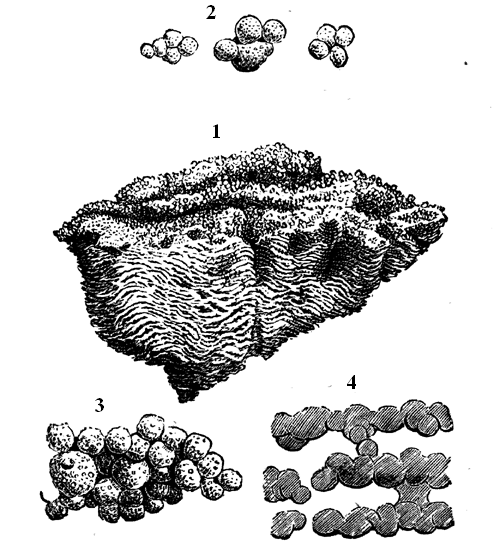 Small weathered specimen of Eozoon.