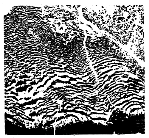 Nature-printed specimen of Eozoon slightly etched