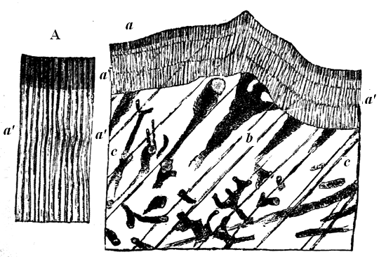 Portion of Eozoon magnified 100 diameters.