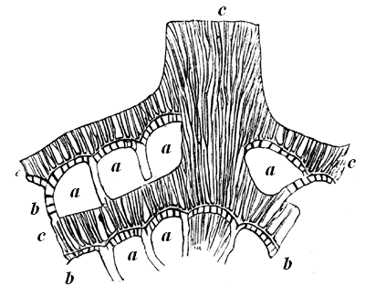 Magnified portion of shell of Calcarina.