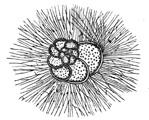 Nonionina, a modern marine Foraminifer.