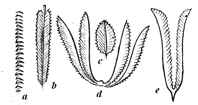 Silurian Graptolitidae.