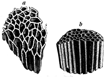 Tabulate Corals.