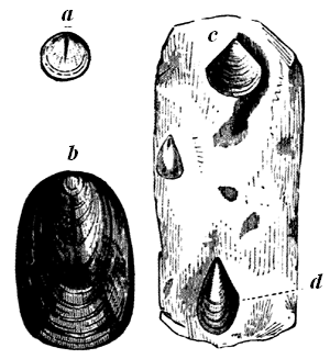 Cambrian and Silurian Lingulae.