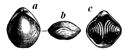 Athyris subtilita.