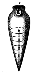 Gomphoceras.