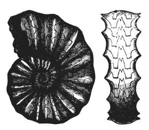 Ceratites nodosus