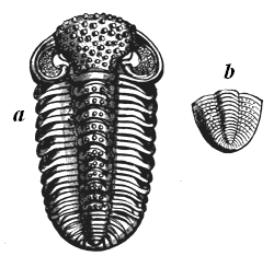 Devonian and Carboniferous Trilobites.